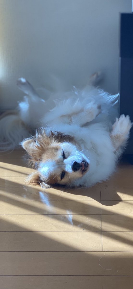 エアコンの下でだらしなくブサイク顔
のジャックさん
#パピヨン