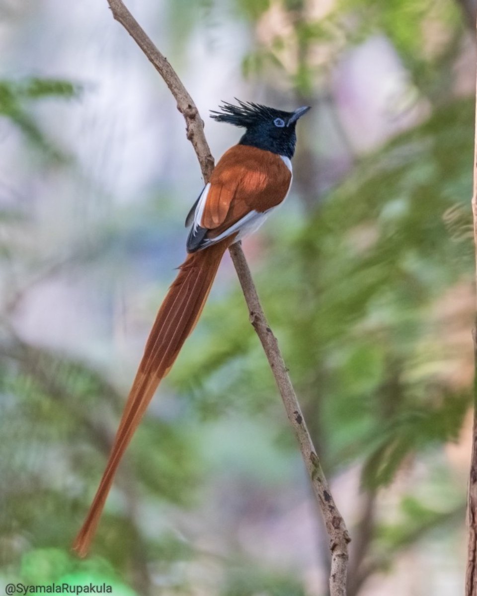 #indiaves #ThePhotoHour #BirdsOfTwitter #TwitterNatureCommunity #wildplanet #wildlife #BBCWildlifePOTD  #BirdsSeenIn2023 #NatureIn_Focus #birdtwitter #birds #NatGeoIndia Indian Paradise Flycatcher #AmeenpurDiaries #AmeenpurBHS