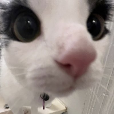 kiblcat's tweet photo. #NewProfilePic https://t.co/ddafb8dJ6M