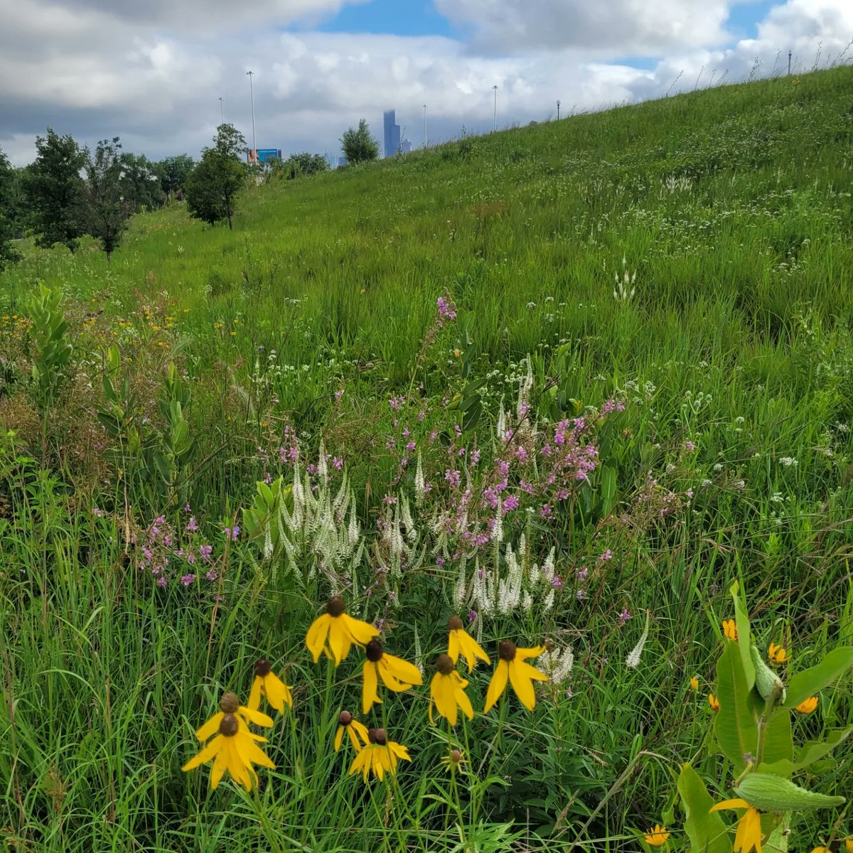 DigiNaturalist's tweet photo. Another selection of random photos from #WeekendWorkdays at Palmisano and Garfield parks. The crazy storm last night made for beautiful weather this morning as we tackle invasive species and mulched trees. https://t.co/O980RItgk9