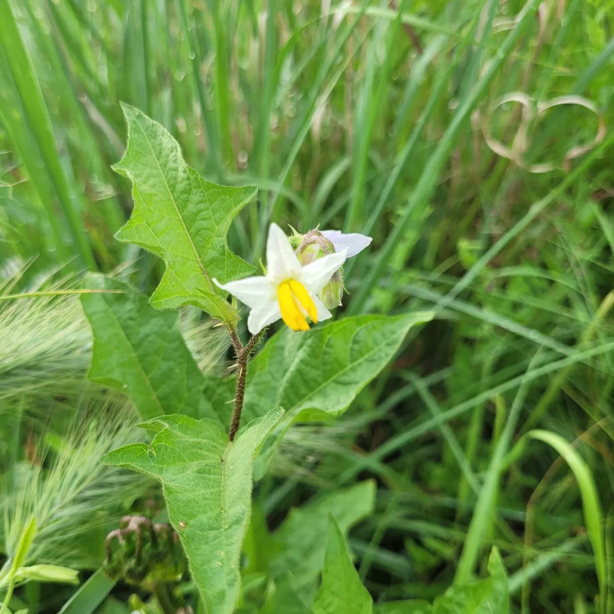 DigiNaturalist's tweet photo. Another selection of random photos from #WeekendWorkdays at Palmisano and Garfield parks. The crazy storm last night made for beautiful weather this morning as we tackle invasive species and mulched trees. https://t.co/O980RItgk9