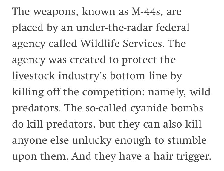 Hezbolsonaro's tweet photo. Cant believe I’ve never heard about how the US government plants cyanide bombs all around the west in order to kill wildlife. The ranching industry is so, so evil. https://t.co/Kbzi4c8R9w