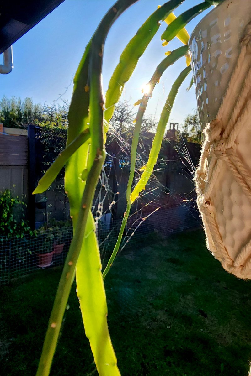 Bec72Aust's tweet image. GM someone&apos;s been busy 🕸
#GardeningTwitter #Spidersweb