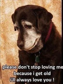 doggynation_'s tweet photo. I’ll always love you ❤️ https://t.co/wJZD07ZOuP