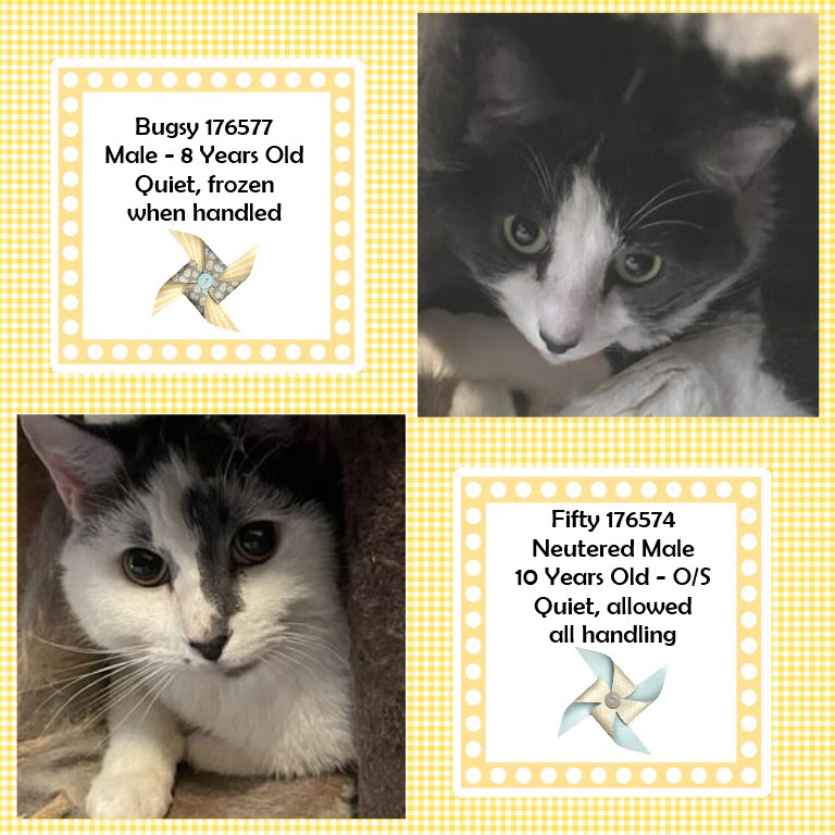 DubJH1009's tweet photo. https://t.co/1X0MxBmukL #Mayday #Emergency #SOS #BothNeedHelp #Desperate #PleaseSaveBothNow #nyc #cats https://t.co/7t5eOpcYN3