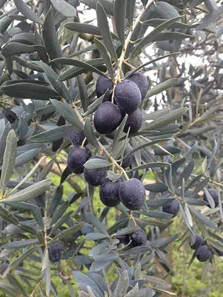 I am calling everyone from here, everyone who has the right conditions should plant an OLIVE tree on the street in the garden of their house, I will plant 2 next to my house tomorrow, it is very important for the year 2025
 It is rumored that;  "It is said that the only thing