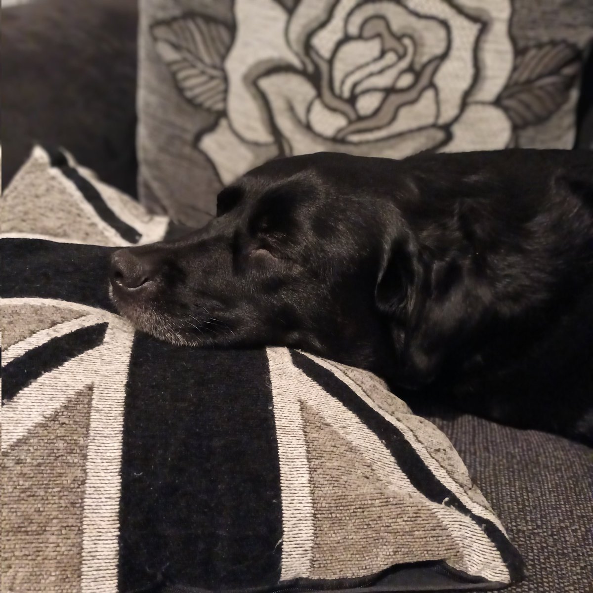 wouldbecoach's tweet photo. How can I go to bed when I'd need to disturb this girl? 🥰 #likeshercomforts #age6 https://t.co/8Qc6kSvInh