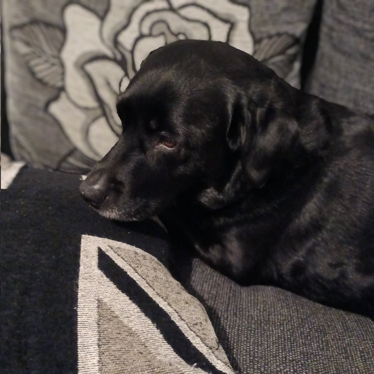 wouldbecoach's tweet photo. How can I go to bed when I'd need to disturb this girl? 🥰 #likeshercomforts #age6 https://t.co/8Qc6kSvInh