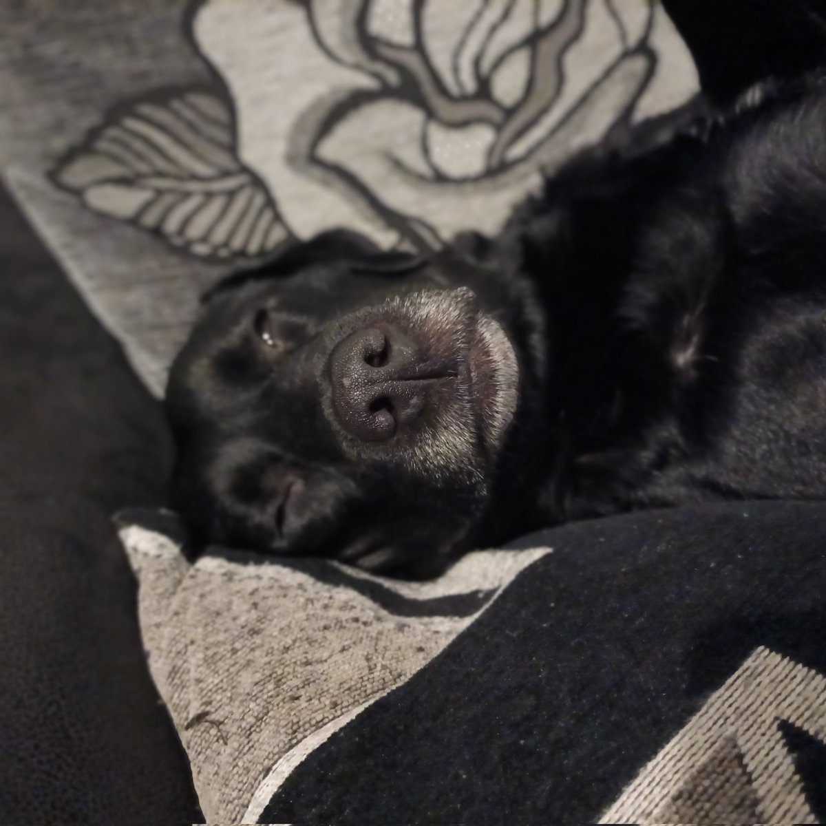 wouldbecoach's tweet photo. How can I go to bed when I'd need to disturb this girl? 🥰 #likeshercomforts #age6 https://t.co/8Qc6kSvInh
