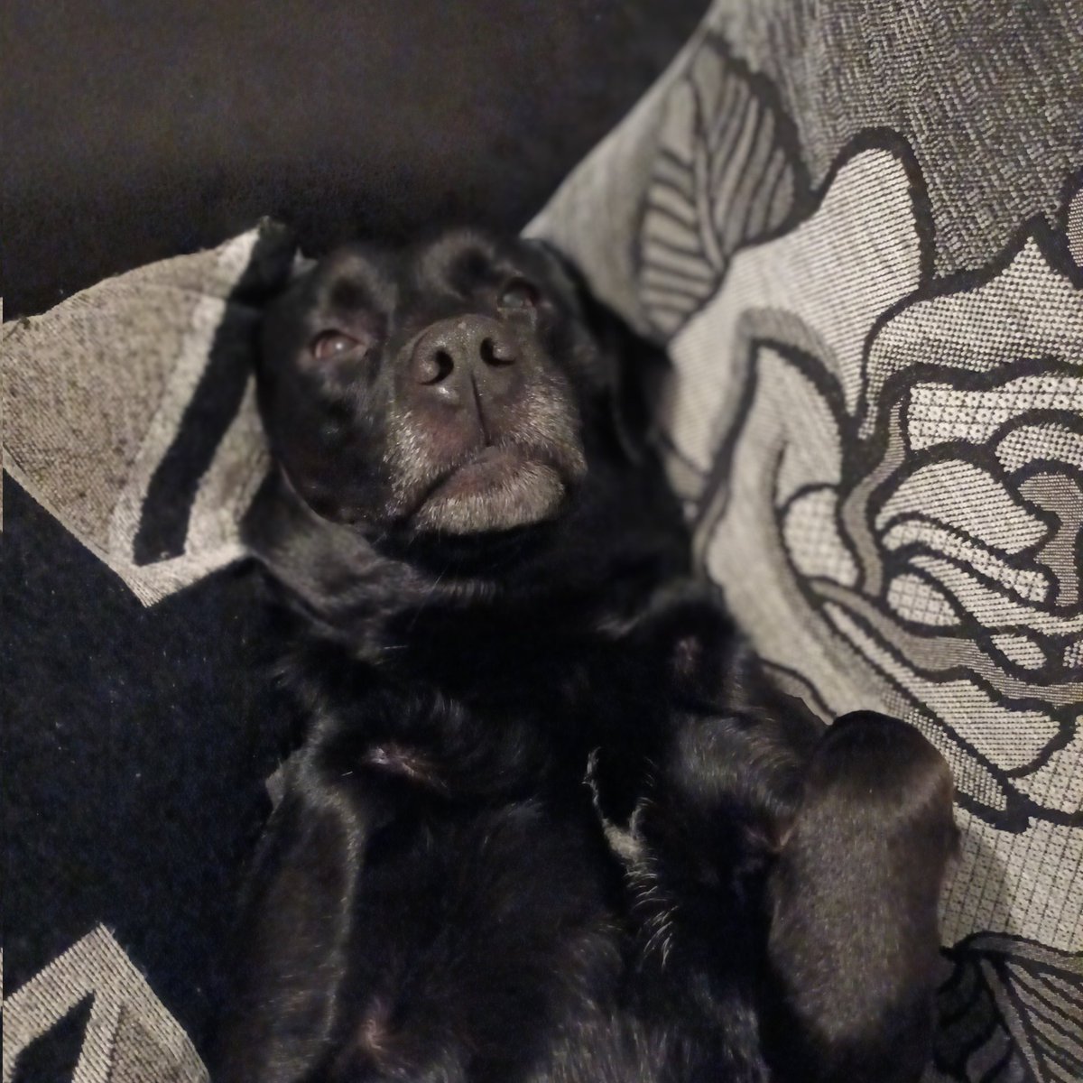 wouldbecoach's tweet photo. How can I go to bed when I'd need to disturb this girl? 🥰 #likeshercomforts #age6 https://t.co/8Qc6kSvInh