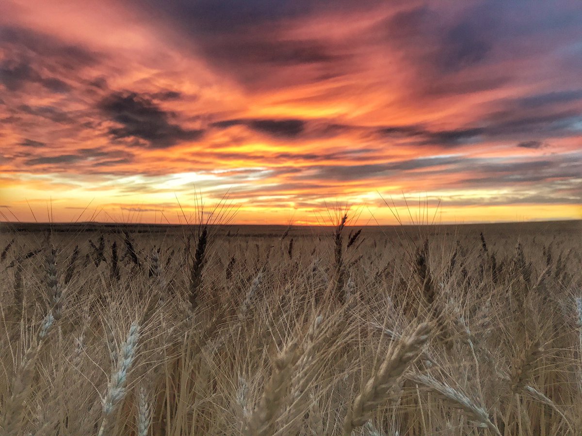 Most farmers don’t want to be thanked for doing our jobs

For me it’s more about our industry being trusted and respected enough to accomplish what we’ve been tasked to do

To work with the land to grow and raise safe, healthy and affordable food

#ThoughtsFromaFarmer