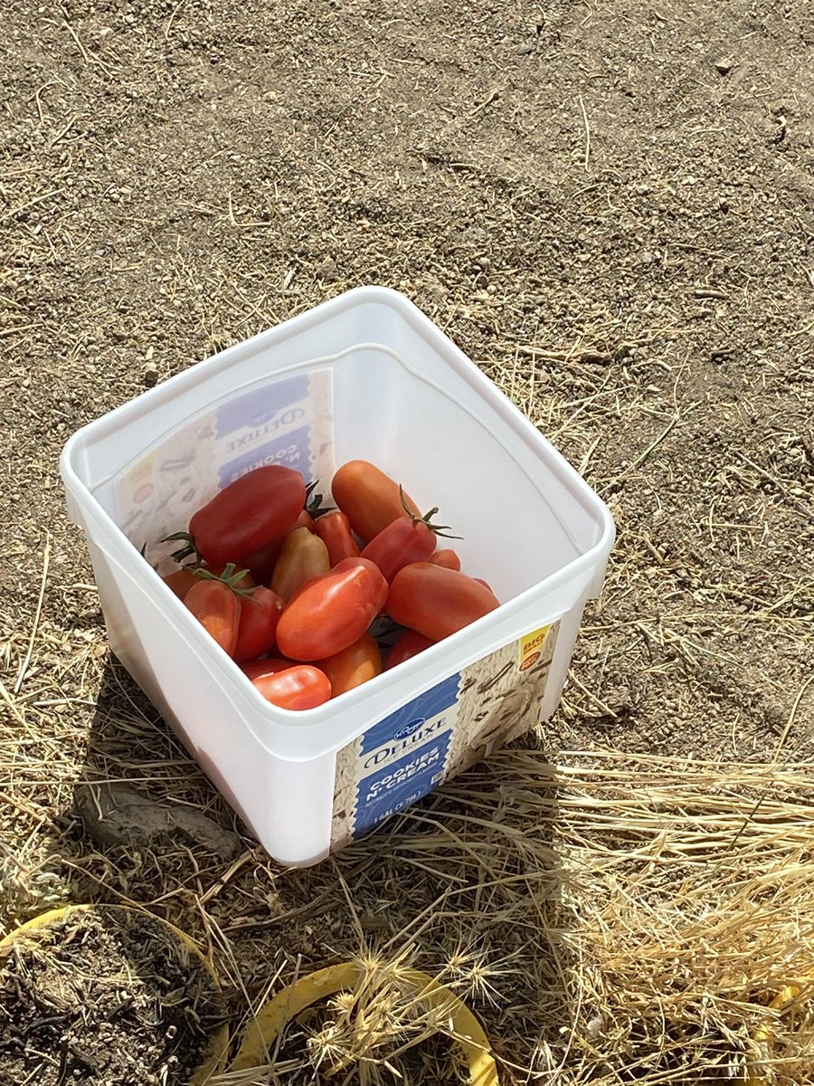 BioFume1's tweet photo. Help out on A Family Ranch and our tomatoes are ready to pick. Fresh fruit is the best. #farming #rancher #Tomatoes https://t.co/Z7F8ZQ1FT5