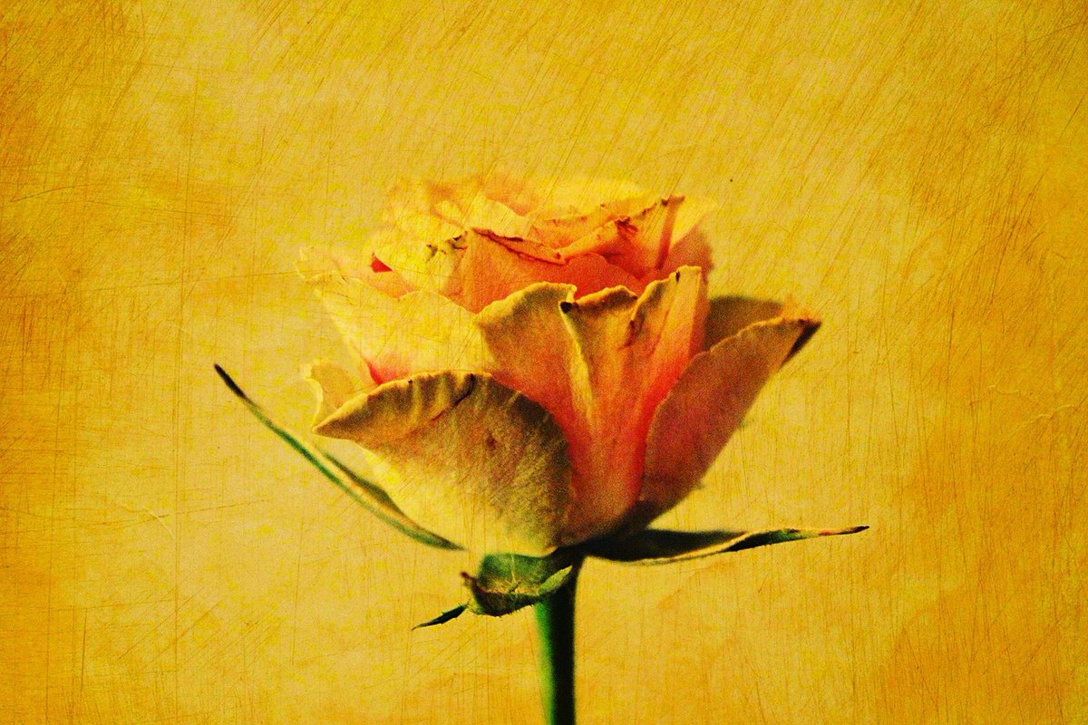 JeanetteJoy's tweet photo. It’s your road and yours alone. Others may walk it with you, but no one can walk it for you. -Rumi
#JoyPublicity https://t.co/Z50tdvRjRk