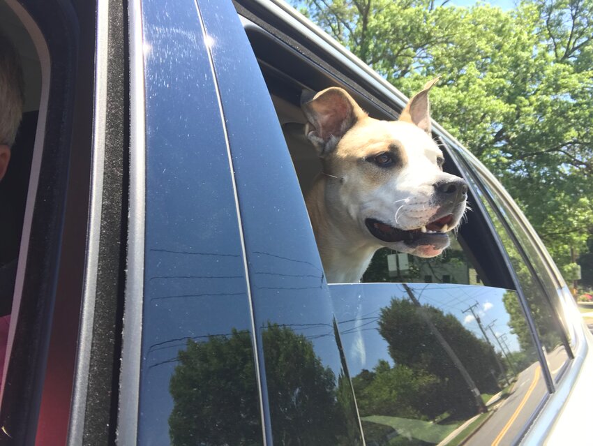 TurfMutt's tweet image. Keep pets safe during storm season with tips from the TurfMutt Foundation. See our tips: ow.ly/iLk750PlnJ9 #petsafety #stormtips