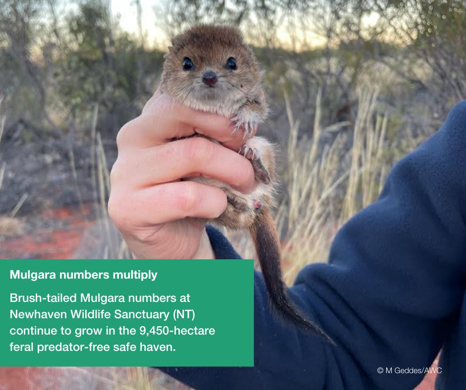 awconservancy's tweet photo. Positive conservation stories to end another month π We're breaking up your newsfeed with a few of the top AWC field stories we shared over the last month. Which is your favourite story? Let us know in the comments π
#AWC #ConservationOptimisim #InTheField#PositiveNews https://t.co/i9r29ObHoV