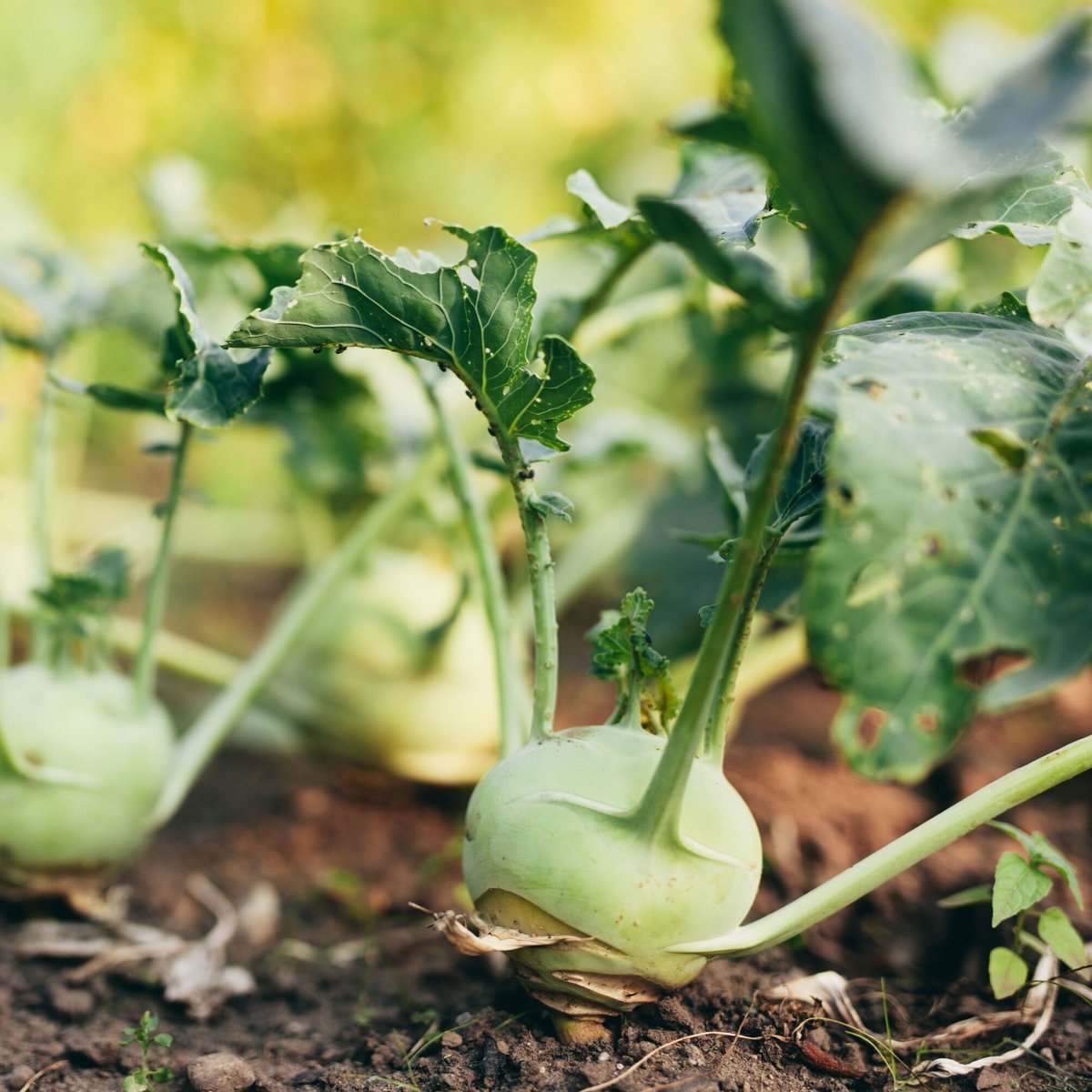 fishnure's tweet photo. Use fish emulsion as a liquid fertilizer for plants that require a boost of nutrients. #FishEmulsionFertilizer #LiquidFertilizer https://t.co/YCBamwM0Mm