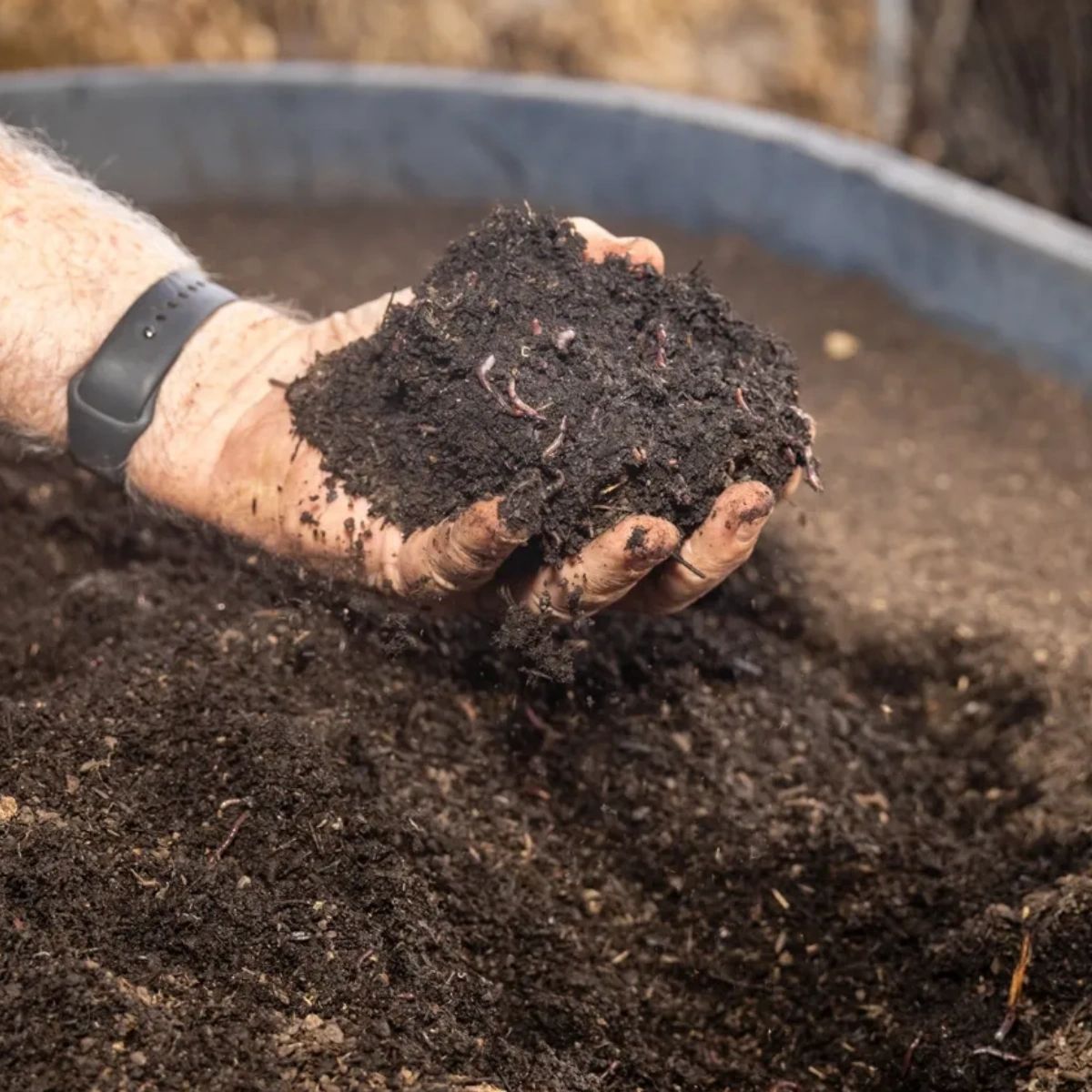 delta_worms's tweet photo. Looking to build nutrient-rich soil for your garden? Look no further! At Delta Worms, we specialize in supplying top-quality composting worms and soils that will give your plants the boost they need. Head to our website to shop!

https://t.co/KxBofCI6sG https://t.co/HQcPiBxNEs