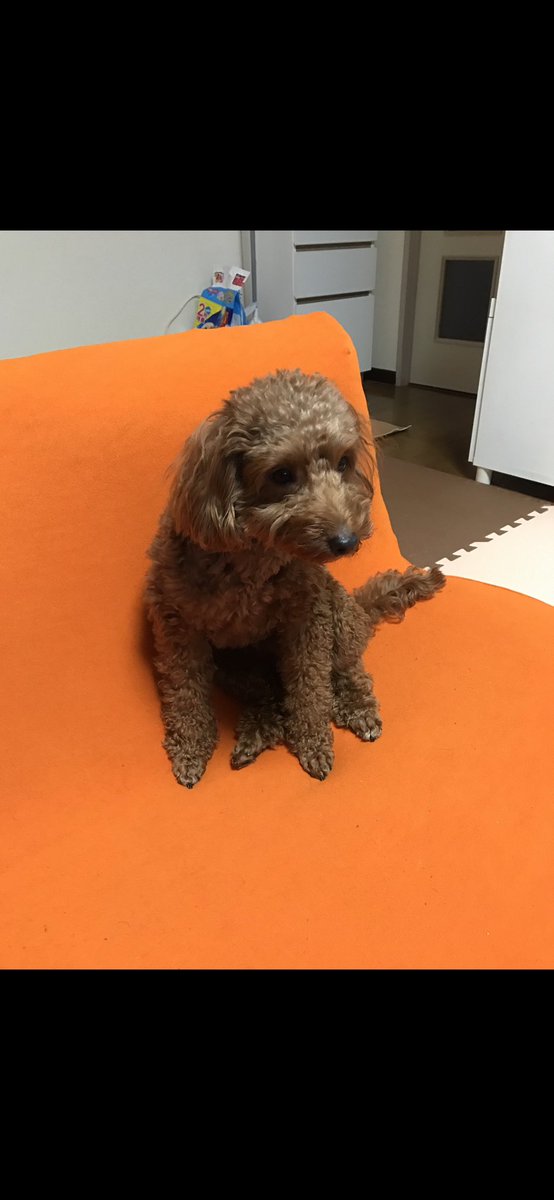 cMwYqaRrS2T9eWZ's tweet photo. #迷子犬　#迷子　#都内
今トイプードルとダックスのミックス犬　名前はルフィ
隅田川花火の音に驚いてリードを振り払い居なくなってしましました
誰か見かけましたら連絡下さいお願い致します https://t.co/V7Ep7YeeEF