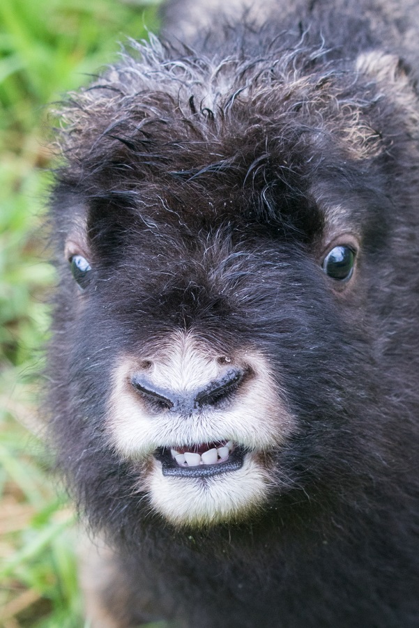 Alaska Wildlife Conservation Center tweet media