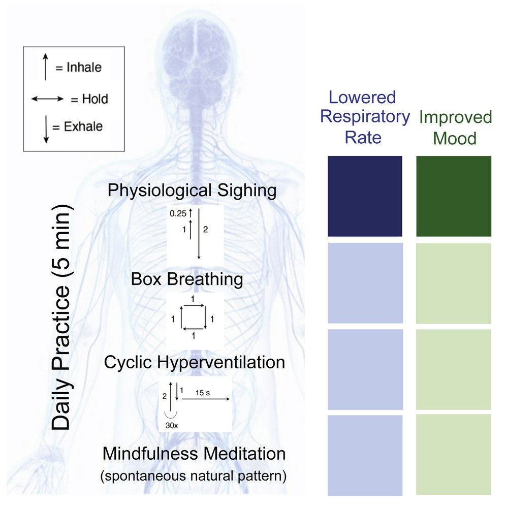 Brief structured respiration practices enhance mood and reduce physiological arousal Melis Yilmaz Balban, David Spiegel, @hubermanlab & coauthors. 🔗cell.com/cell-reports-m… In @CellRepMed, and a huge h/t🎩to Andrew for sharing this technique with the world -🧑‍⚕️]