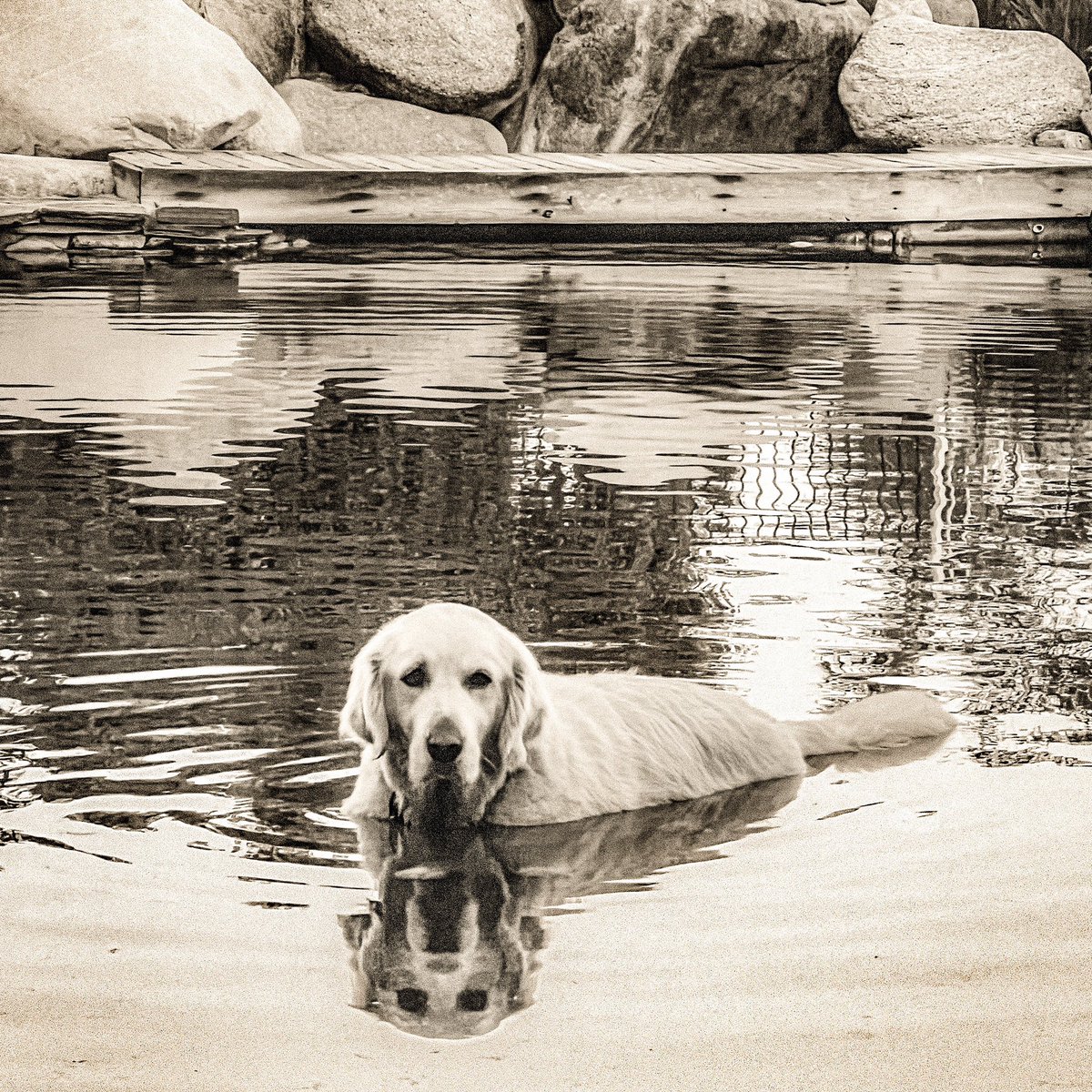 MMantoen's tweet image. Jack’s impersonation of a Tea Bag
#goldenretriever #gooddog #petpool #socalliving