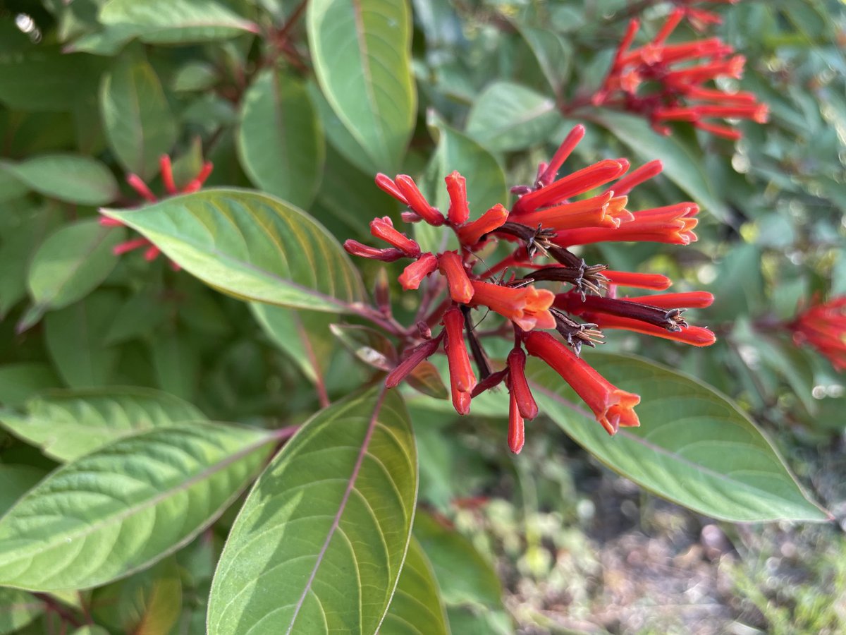 Lagomarsino_L's tweet photo. Post-#Botany2023 check-in of the flowers in the garden of #LosCusucos- it’s popping! #Hamelia #Physostegia #Caesalpinia #Monarda https://t.co/w9GHpFbjOe
