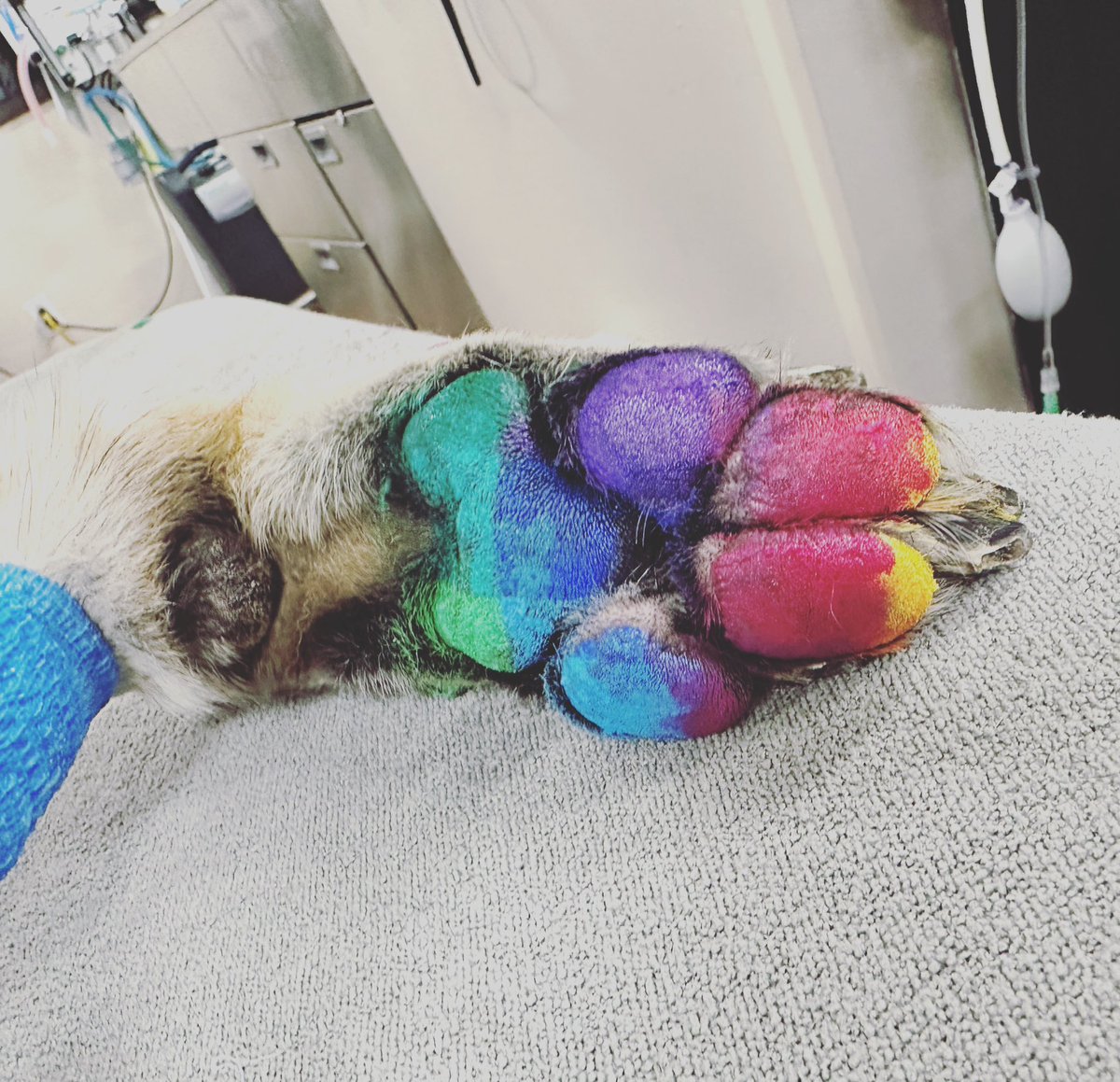 not_vet's tweet photo. Until you have cried with your coworkers surrounding a dog you did everything you could for but ultimately still had to send to the rainbow bridge. You can’t tell me nothing. #rainbowbridge https://t.co/frM1rztscf