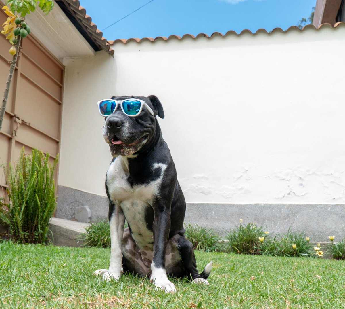 LuisaGonzalezEc's tweet image. Mis hijos perrunos ahora en #ModoLú 
Bruno y Wanda acompañándome en el camino hacia el  #ResurgirDeLaPatria 
#VotaTodo5
#RevoluciónCiudadana