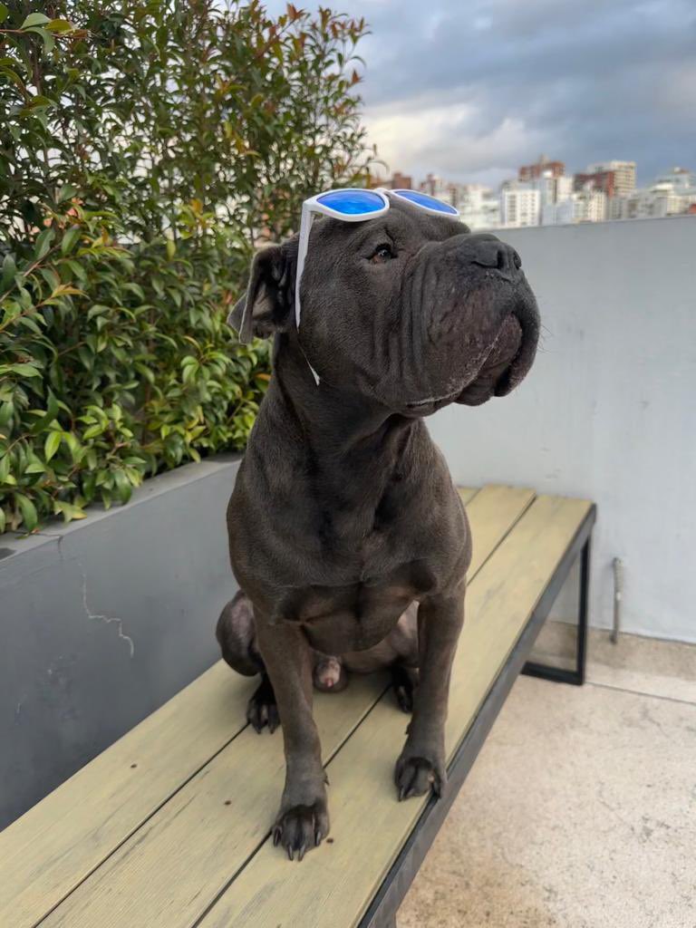 LuisaGonzalezEc's tweet image. Mis hijos perrunos ahora en #ModoLú 
Bruno y Wanda acompañándome en el camino hacia el  #ResurgirDeLaPatria 
#VotaTodo5
#RevoluciónCiudadana