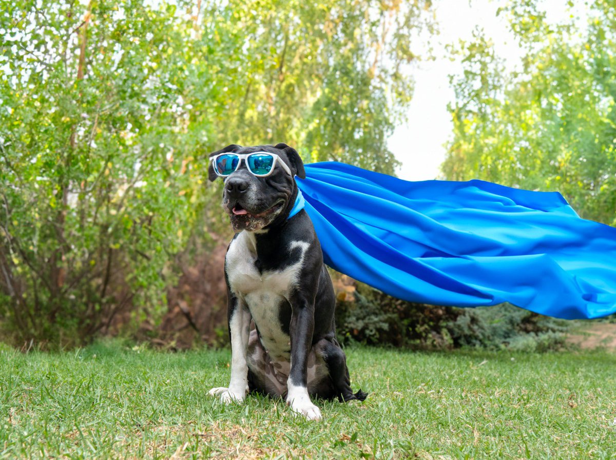 LuisaGonzalezEc's tweet image. Mis hijos perrunos ahora en #ModoLú 
Bruno y Wanda acompañándome en el camino hacia el  #ResurgirDeLaPatria 
#VotaTodo5
#RevoluciónCiudadana