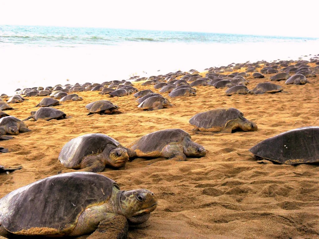 Michoacan's tweet photo. #Colola es una de las playas que prefieren las tortugas laúd, golfina y negra para desovar, vive una experiencia inolvidable y maravillosa. 
Ven a conocer nuestros tesoros naturales.
#Michoacán 🛣️ ✈️ #elAlmadeMéxico 🦋 
#PlayasDeMichoacán https://t.co/GoSEa66gIl