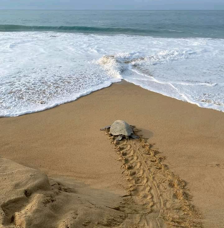 Michoacan's tweet photo. #Colola es una de las playas que prefieren las tortugas laúd, golfina y negra para desovar, vive una experiencia inolvidable y maravillosa. 
Ven a conocer nuestros tesoros naturales.
#Michoacán 🛣️ ✈️ #elAlmadeMéxico 🦋 
#PlayasDeMichoacán https://t.co/GoSEa66gIl