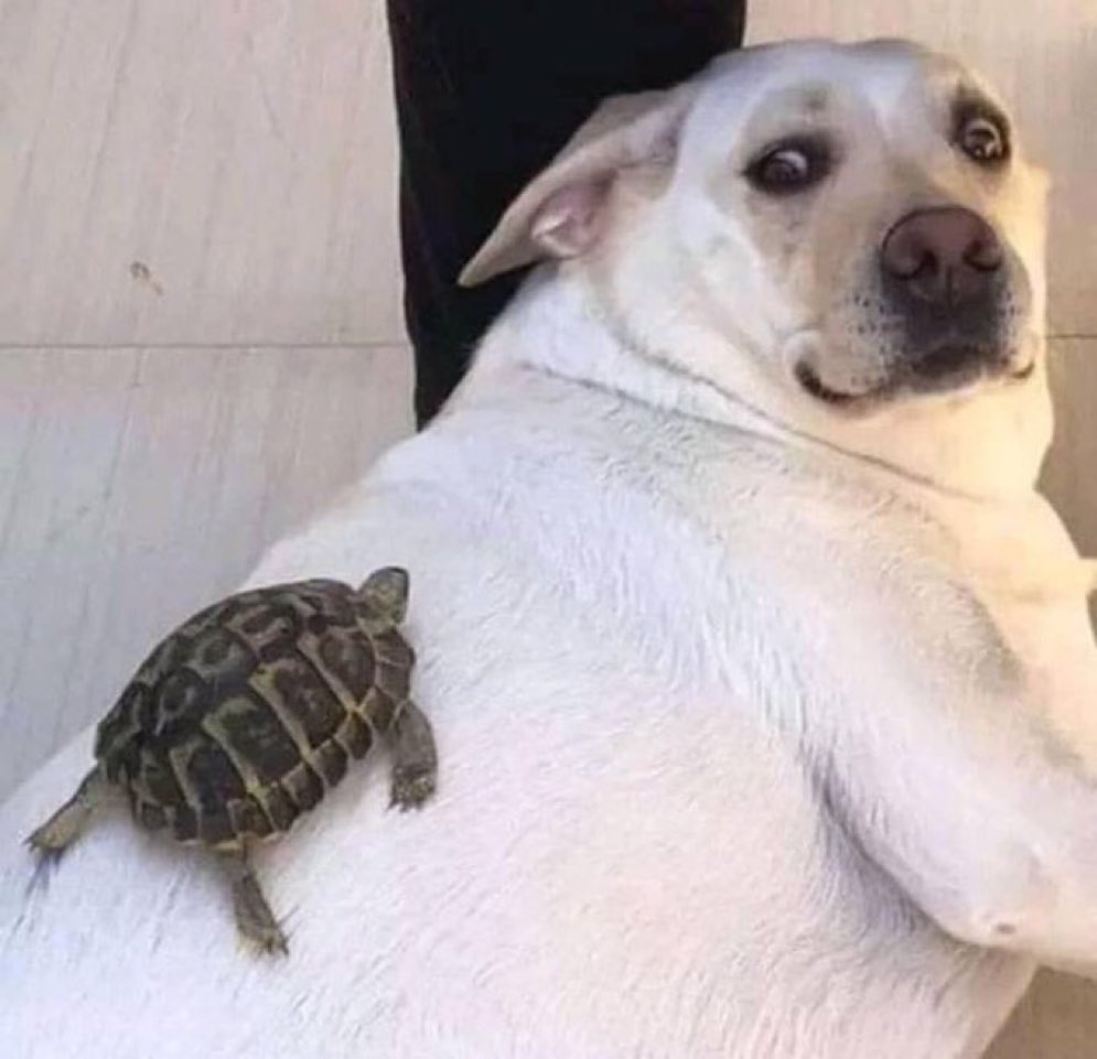 karen auxilio ! mira el tamaño de esta garrapata !