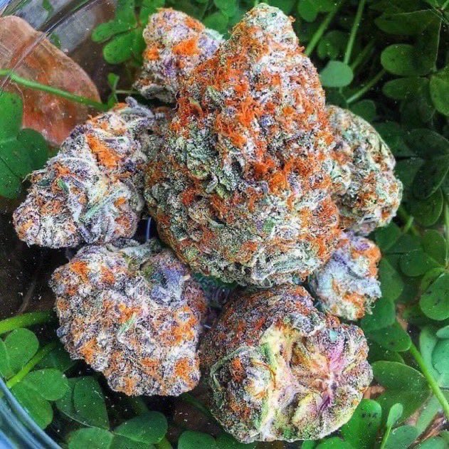 _StonersRUs_'s tweet photo. Gelato Cookies 🍧🍪🔥

#StonerFam #Mmemberville #WeedLovers #CannabisCommunity https://t.co/E39dw32nDn