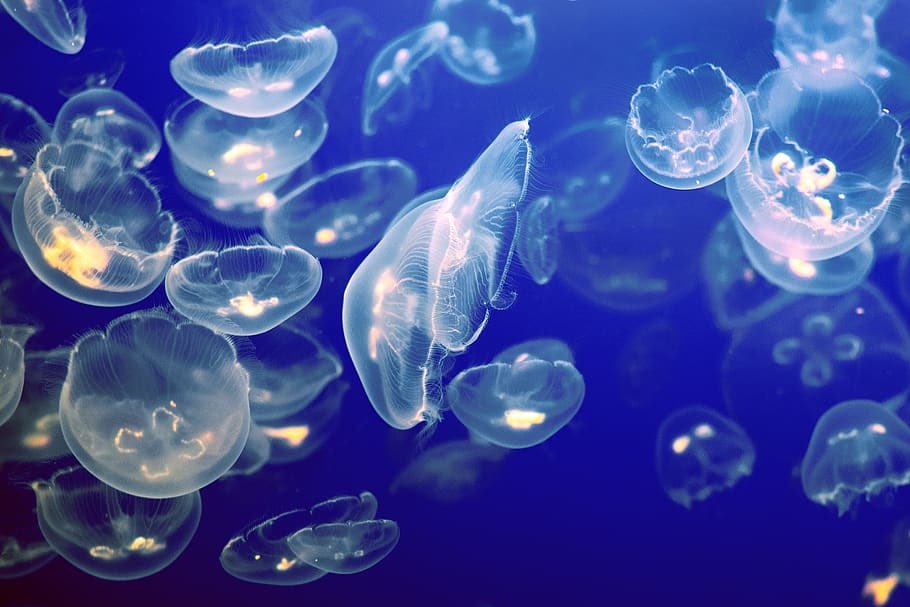 Moon jellyfish (Aurelia aurita) are a common species found in the North Pacific Ocean. They are translucent, saucer-shaped jellyfish with delicate, moon-like markings on their bell, which is how they get their name.

#bcnature #moonjellyfish #jellyfish #nature #wildlife #canada