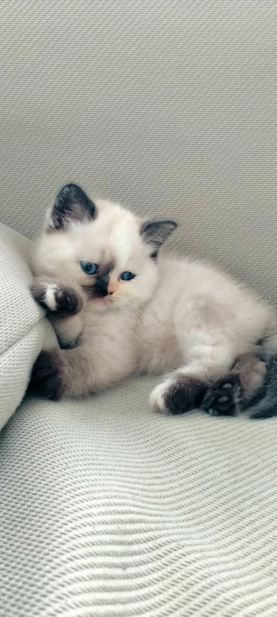 allly2lu's tweet photo. Erken kalkmam gerekirken sabah olduğunu fark edince https://t.co/zJfxAyJhaD
