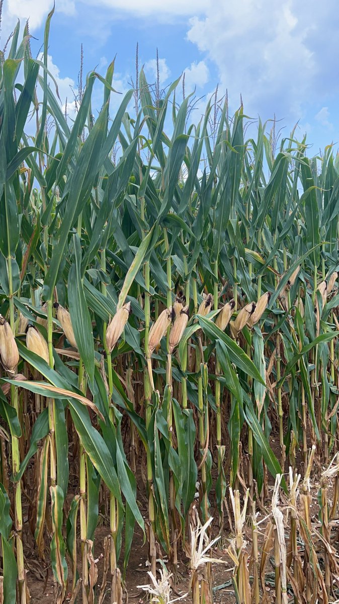 One thing I strive for in high yielding corn in Ga is plant health. Especially late season. We’ve pretty much nailed it on most fields this year. Brown shucks and green stalks is what we want to see! 💪🏻 🌽 #AgTwitter