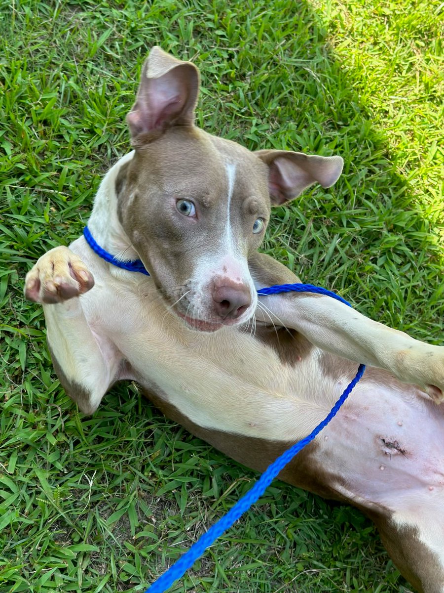 LolaPatolla's tweet photo. This beautiful girl is saying “pick me?!”
Liv would love a forever home ❤️!
She’s only 33 lbs, does great w/other pups, gentle w/kids, a perfect companion for chilling or adventures.
Anyone out there looking for a pup like Liv?🙏💗
We transport nationwide. https://t.co/TBkgj2sbGl https://t.co/GZjjhXXD6j
