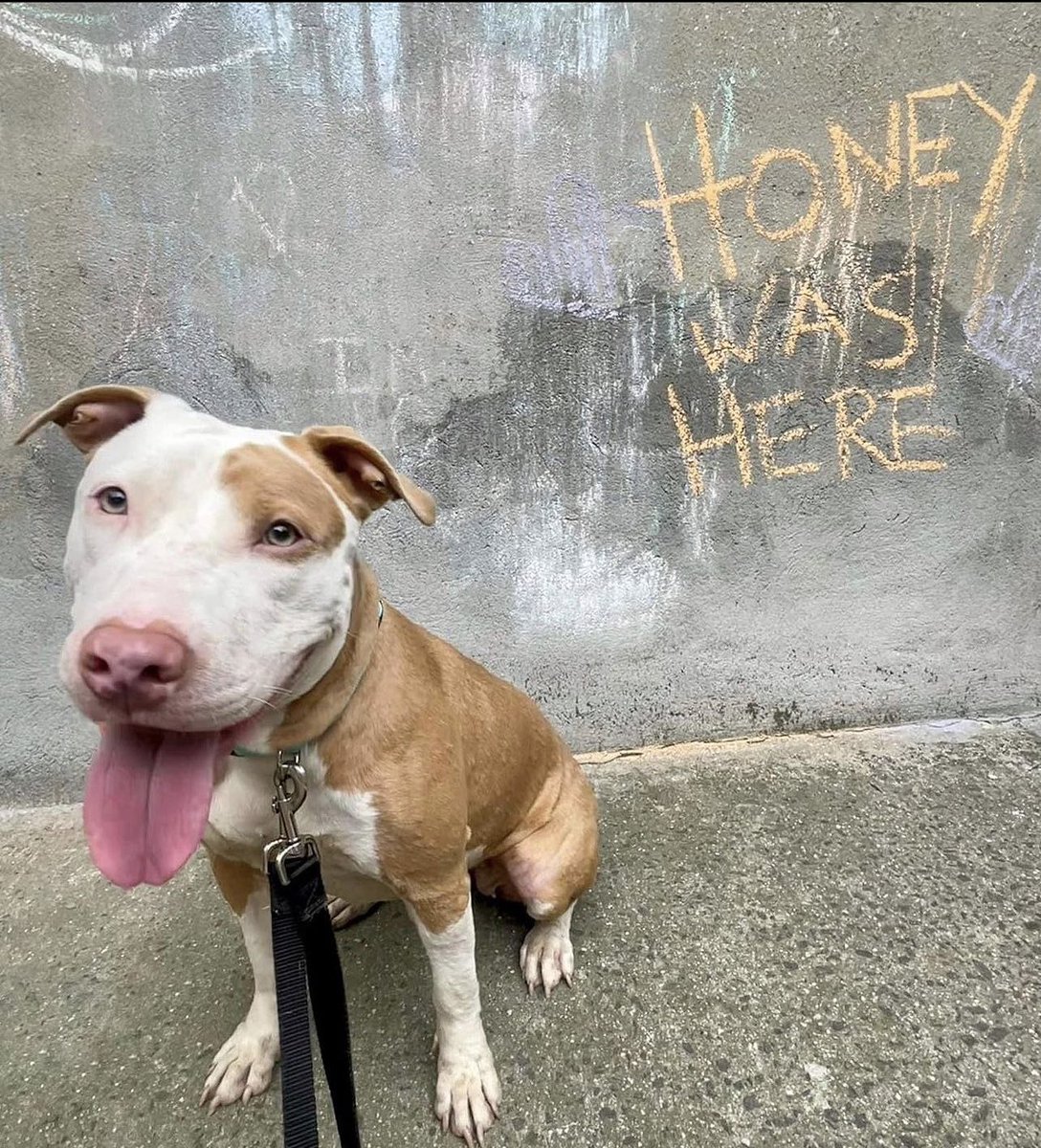 Meet Honey.🍯 Last week, Honey was found curled up in a tree planter in Queens. She’s not microchipped, & despite postings all over lost & found sites, no one has claimed her. Honey's stray hold is up, & she needs a home. Adopt Honey @ nycscr.org/adopt #AdoptDontShop