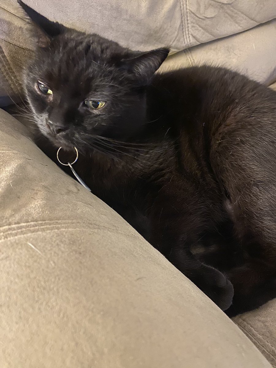 Soccerald4's tweet photo. Happy 100! Idk how to enter pets for the pet of the night but here’s my cat Nova who ran off after I took the photo, and older photos of dog Jack who’s up at camp, and my hedgehog Radar who I tried to get a new pic of but she wont sit still @OfficialOPLive #OPLive #OPLiveNation https://t.co/iHmraQTChN