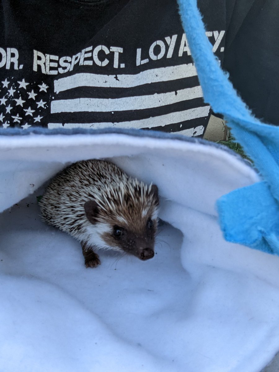 Soccerald4's tweet photo. Happy 100! Idk how to enter pets for the pet of the night but here’s my cat Nova who ran off after I took the photo, and older photos of dog Jack who’s up at camp, and my hedgehog Radar who I tried to get a new pic of but she wont sit still @OfficialOPLive #OPLive #OPLiveNation https://t.co/iHmraQTChN