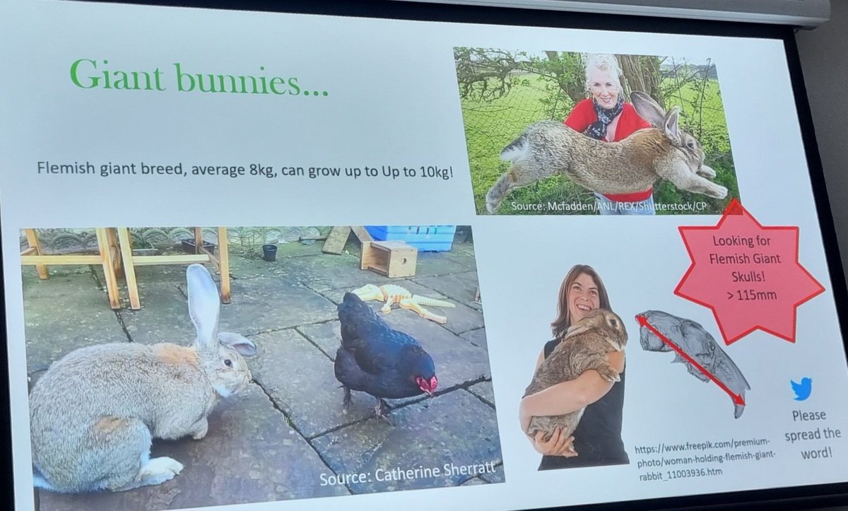 FolwellMegan's tweet photo. If anyone is keen to help out with Emma's research and know of a source of giant Flemish rabbit skulls, you would be helping out a legend https://t.co/5QpcGfv29R
