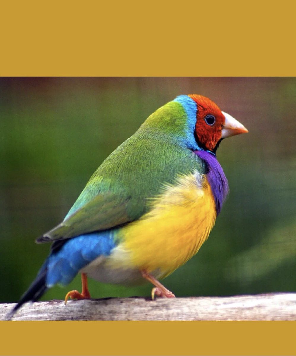 Elu_stone08's tweet photo. Erythrura Gouldiae
#Australian birds
#birdsoftw https://t.co/hMIrRojojy