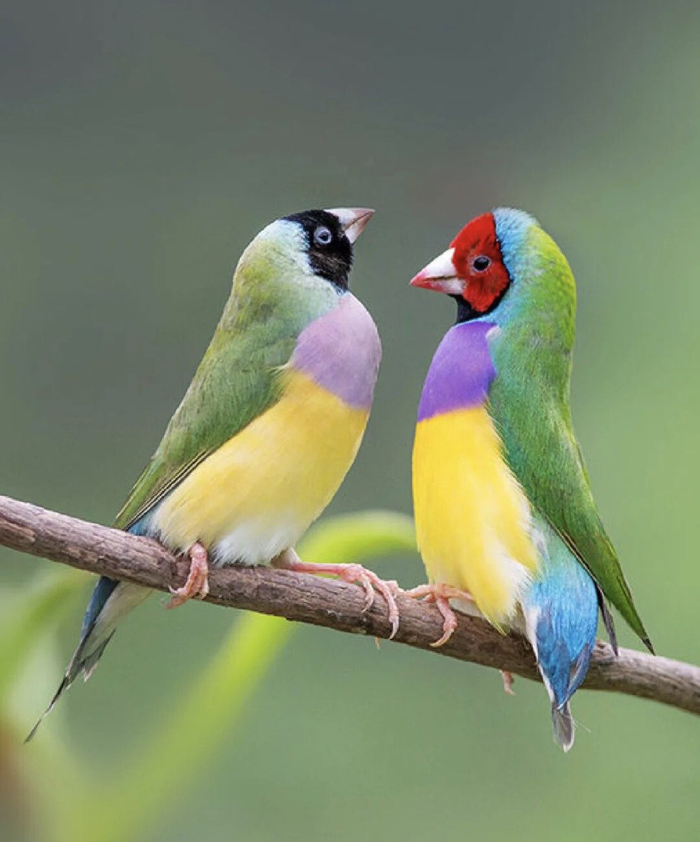 Elu_stone08's tweet photo. Erythrura Gouldiae
#Australian birds
#birdsoftw https://t.co/hMIrRojojy
