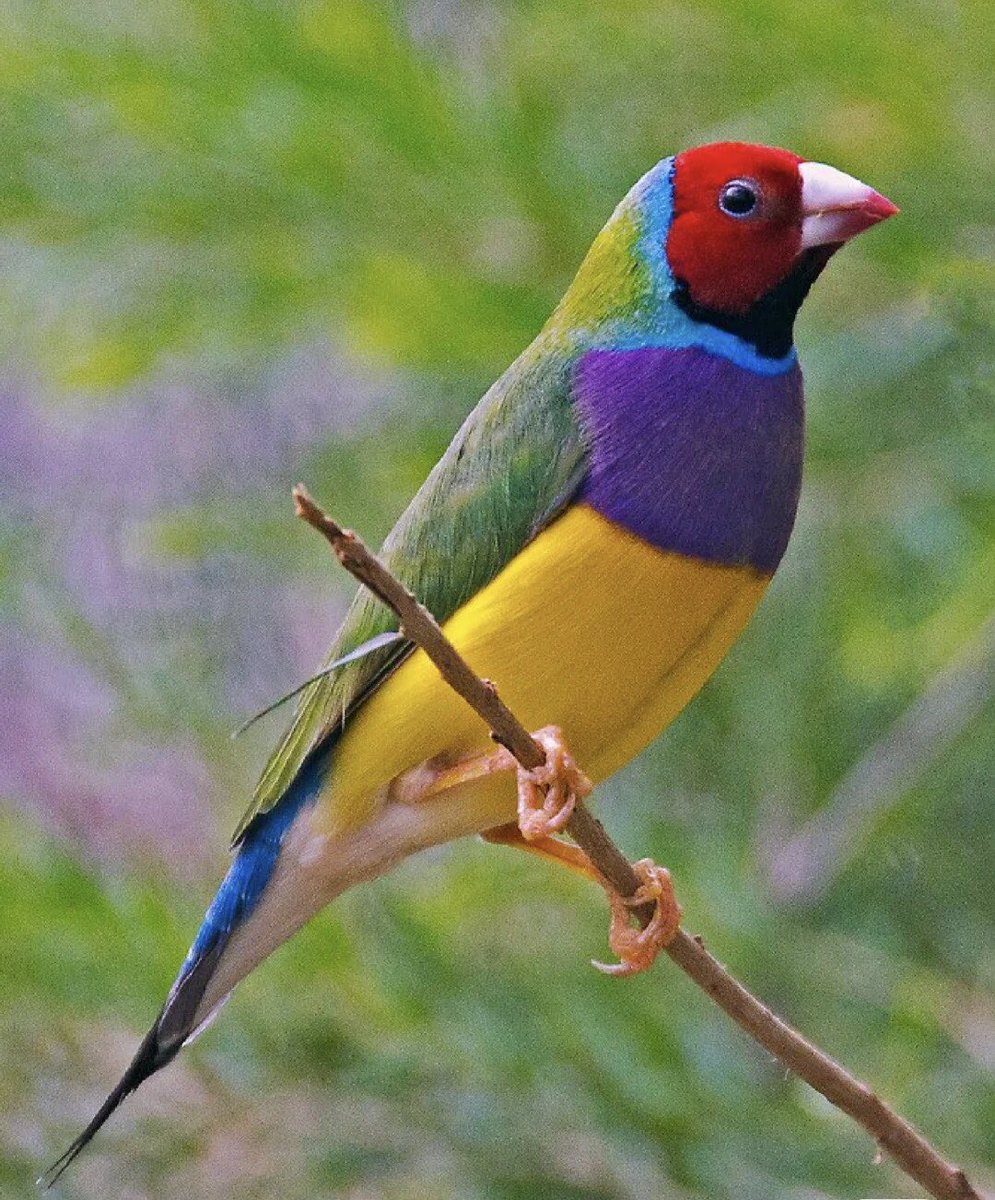 Elu_stone08's tweet photo. Erythrura Gouldiae
#Australian birds
#birdsoftw https://t.co/hMIrRojojy
