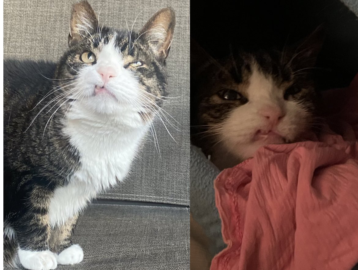 It’s possible my cat is The Haunted Strangler. 
#Svengoolie