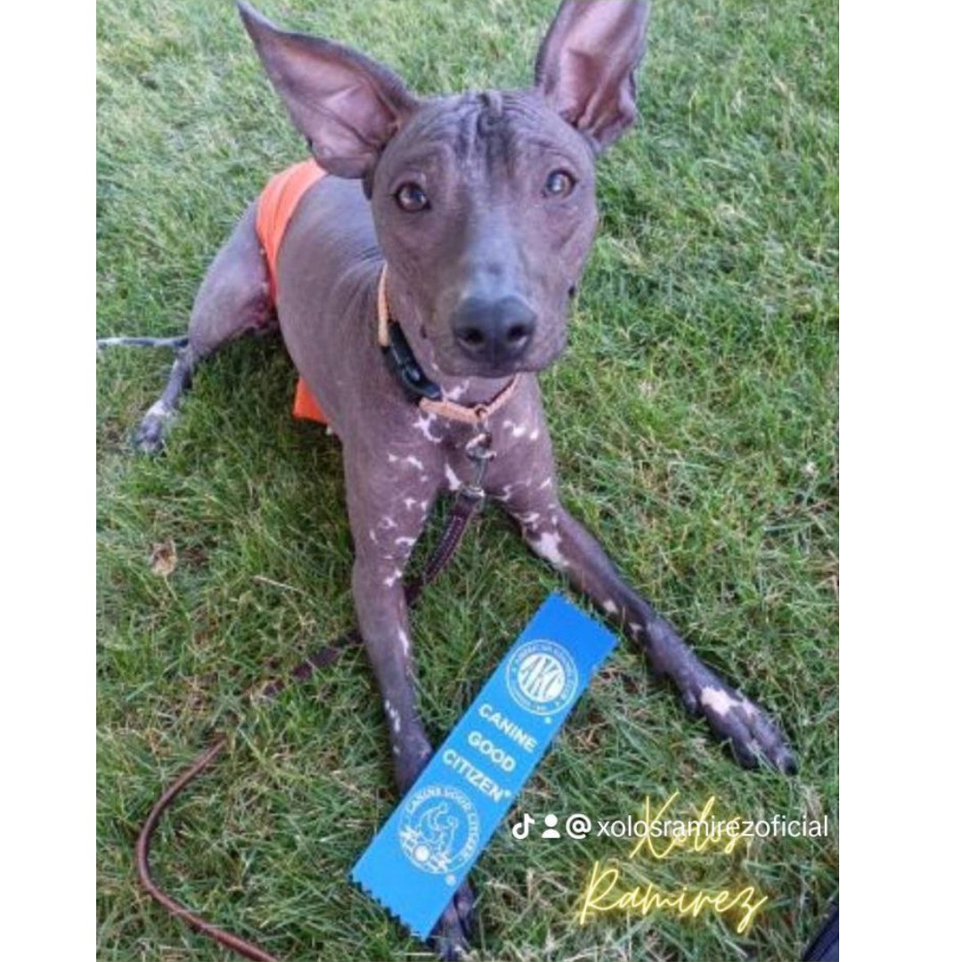 xolosramirez1's tweet photo. Itza: Una Xoloitzcuintle Ejemplar Recibe el Reconocimiento de la AKC en Estados Unidos

Leer mas:
https://t.co/PovDUzdnn9 https://t.co/4cin8YGvPA