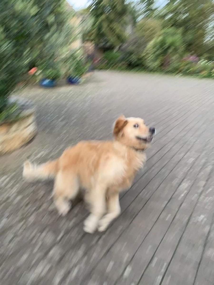 out of context dogs (@contextdogs) on Twitter photo 