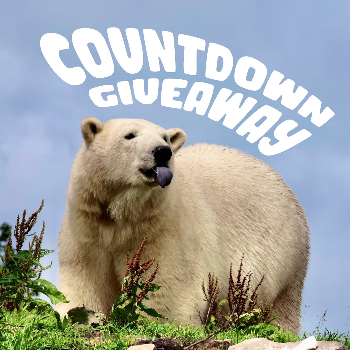 🐻‍❄️ 2 MORE SLEEPS 🐻‍❄️ 

Opening day is getting close!

Today we're giving away FOUR entry tickets! 

LIKE, FOLLOW and RETWEET this to be in with a chance of winning 🏆 

You have until Midnight!🤞

Last countdown giveaways tomorrow! 
*T’s and C’s apply

#giveaway