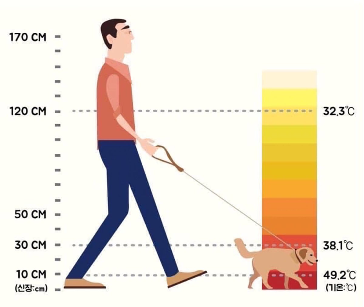폭염에 반려견 산책이 위험한 이유
그래서 한여름 산책은 새벽이나 밤 늦게 해야함